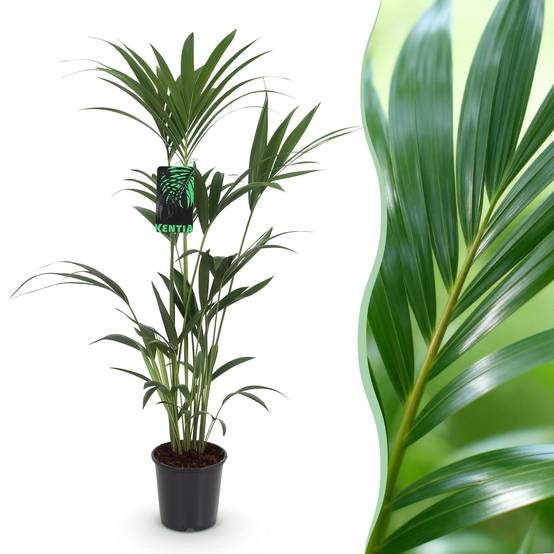 Kentia Howea Forsteriana - D21 H130cm - Image 2