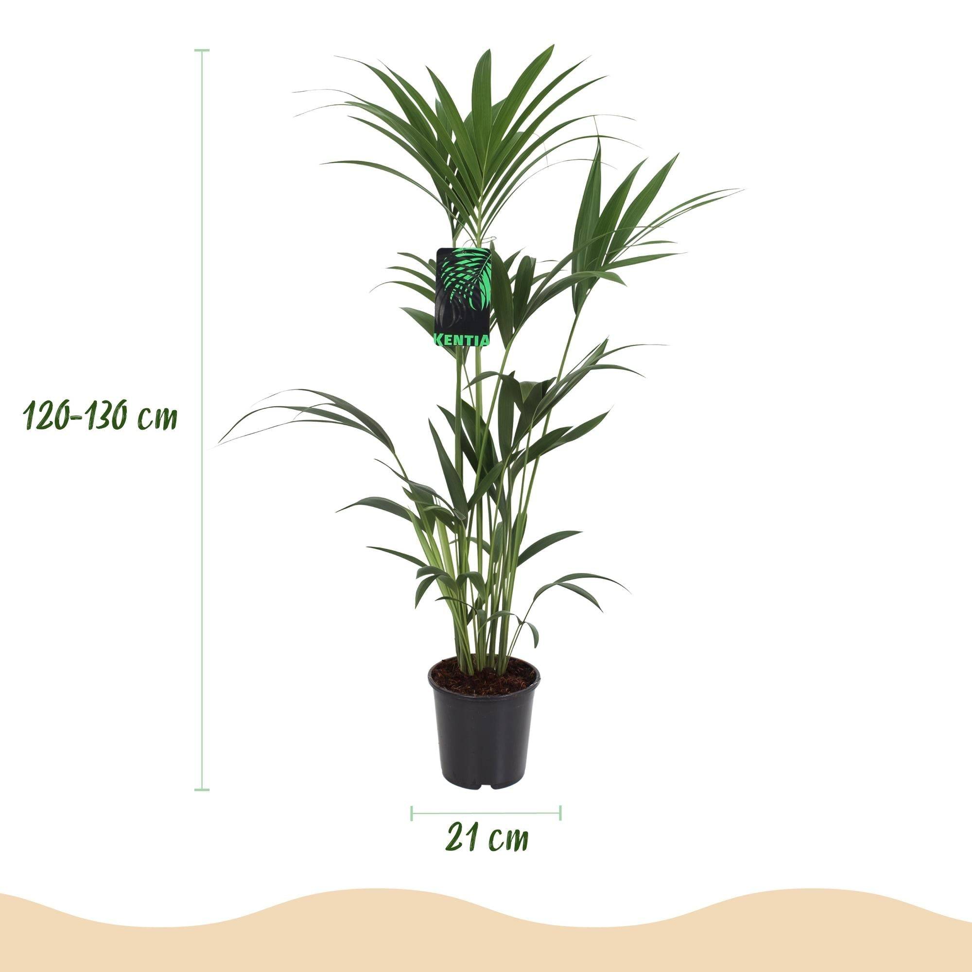 Kentia Howea Forsteriana - D21 H130cm - Image 4