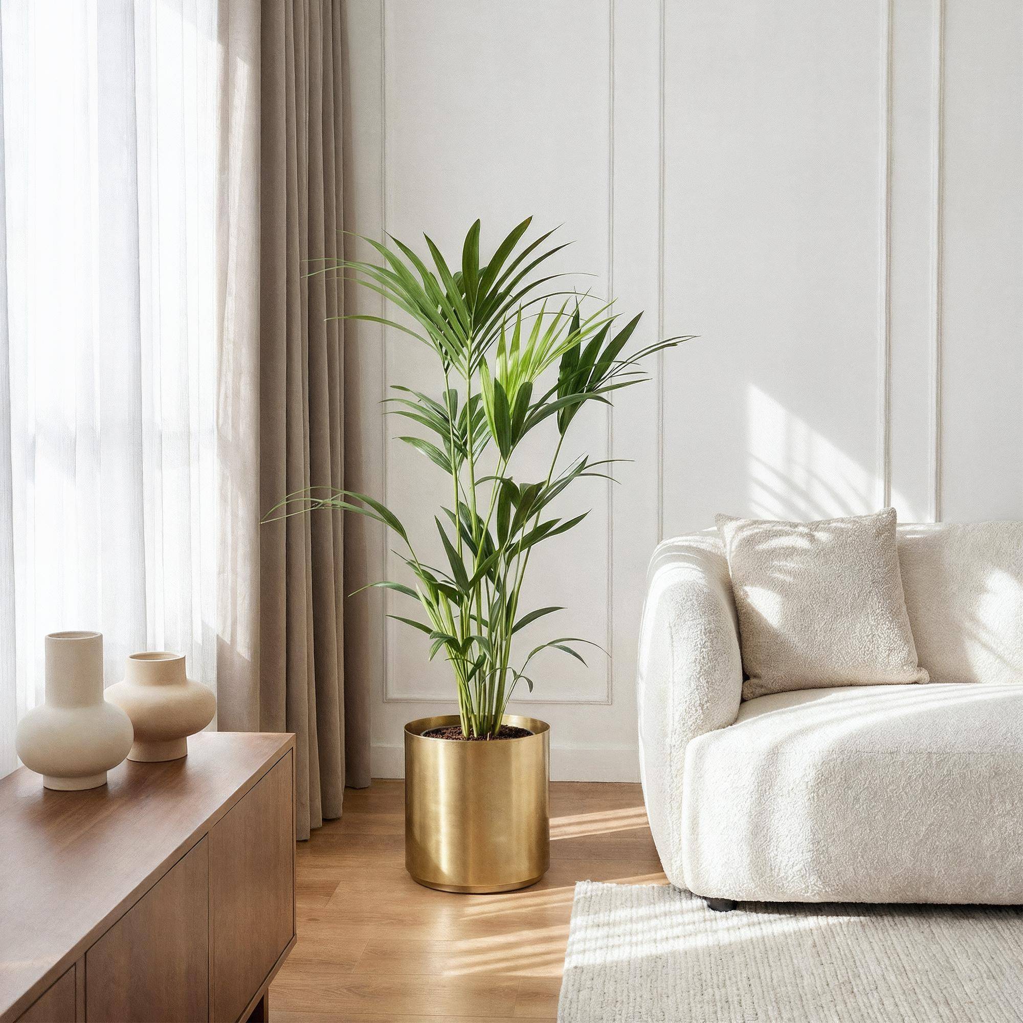 Kentia Howea Forsteriana - D21 H130cm - Image 1