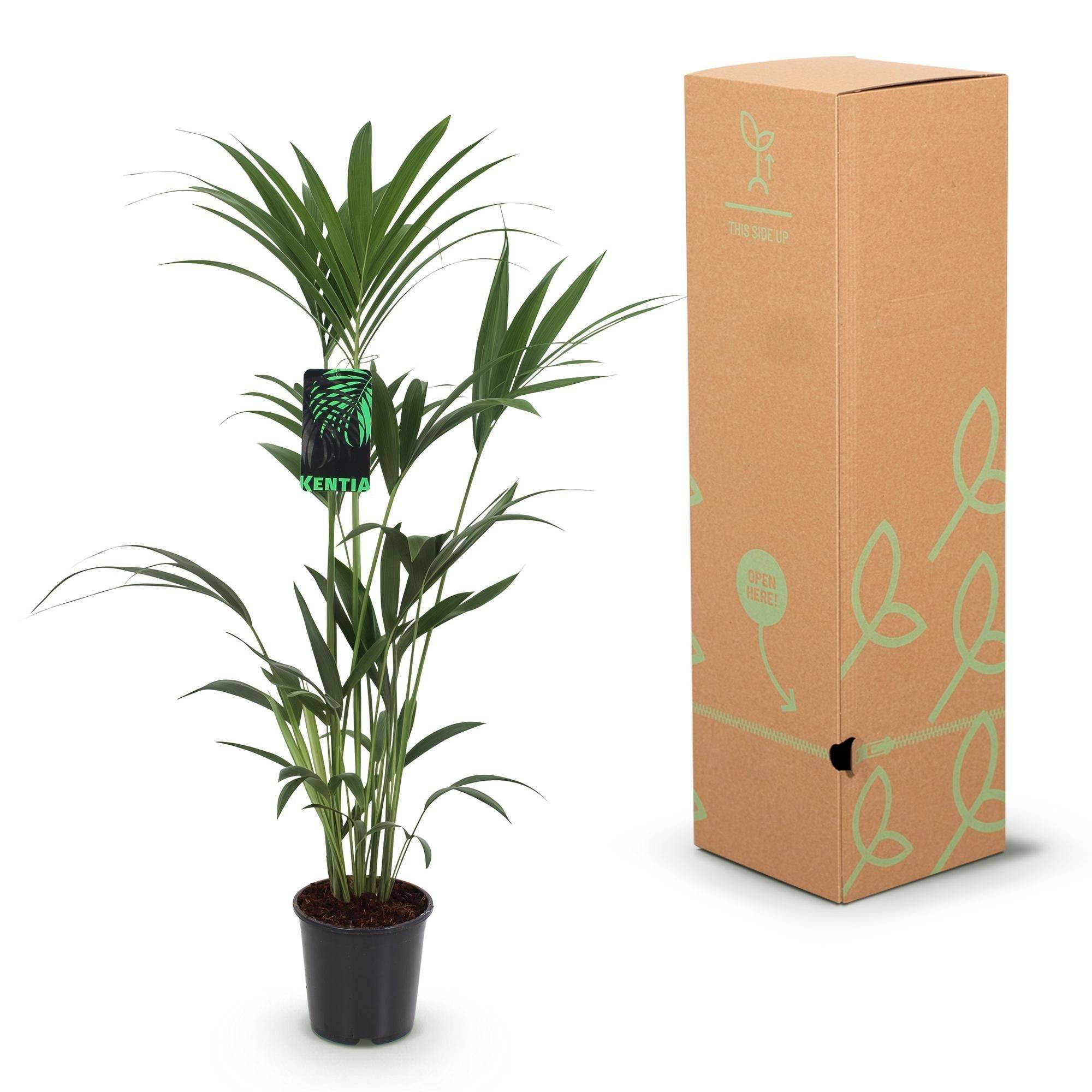 La Green Touch - Kentia Howea Forsteriana - D21 H130cm - Image 6