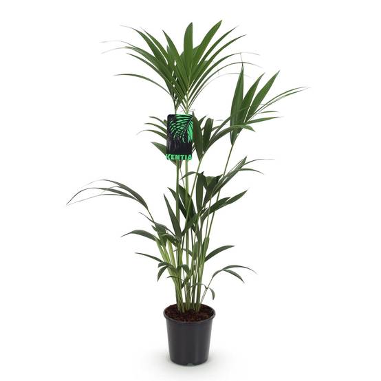 Kentia Howea Forsteriana - D21 H130cm - Image 3
