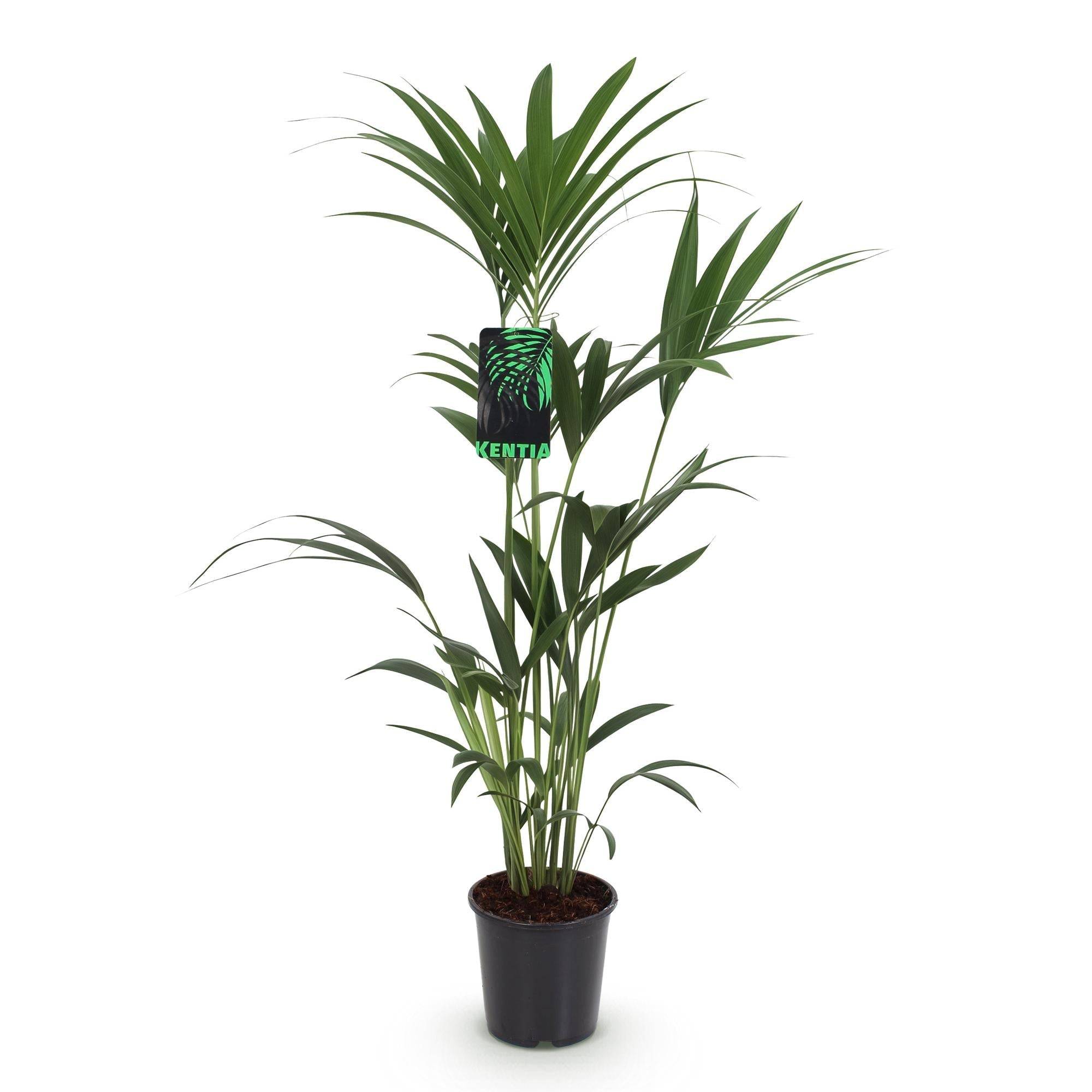 Kentia Howea Forsteriana - D21 H130cm - Image 3