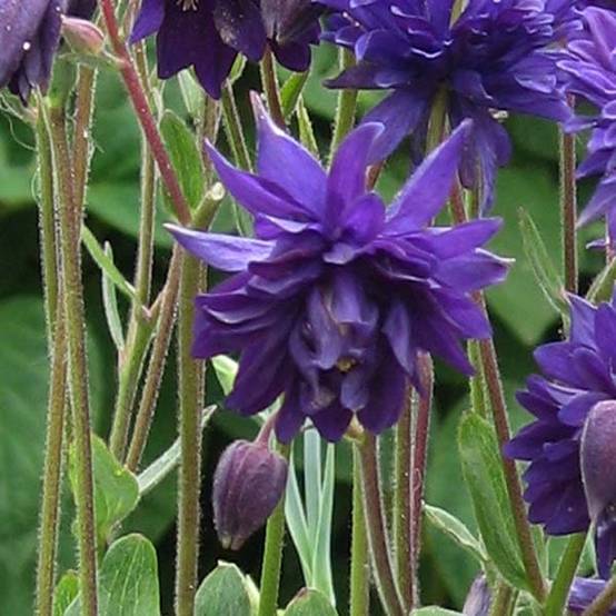 Ancolie Blue Barlow - Aquilegia vulgaris Godet de 8/9 cm