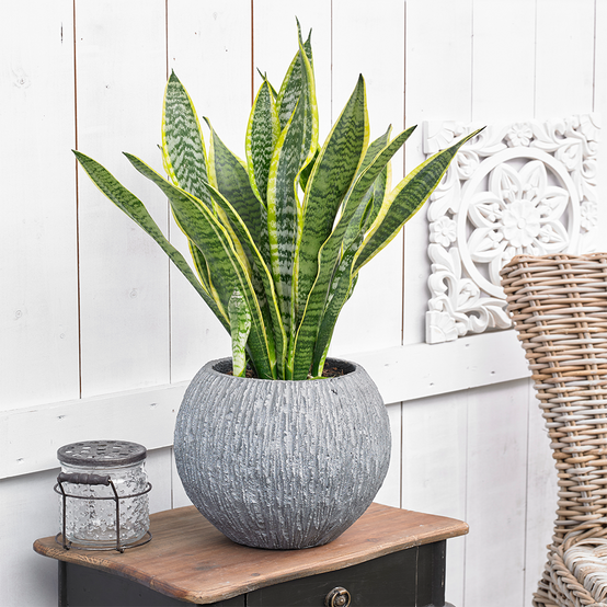 Gardenersdream - Sansevieria Laurentii - Plante D'Intérieur À Feuillage Persistant De Qualité Supérieure En En Pot De 13 Cm - GardenersDream - Image 1