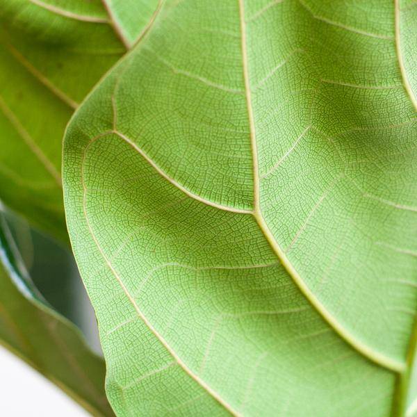 La Green Touch - Ficus Lyrata et Son Pot Blanc - H80cm - Image 4