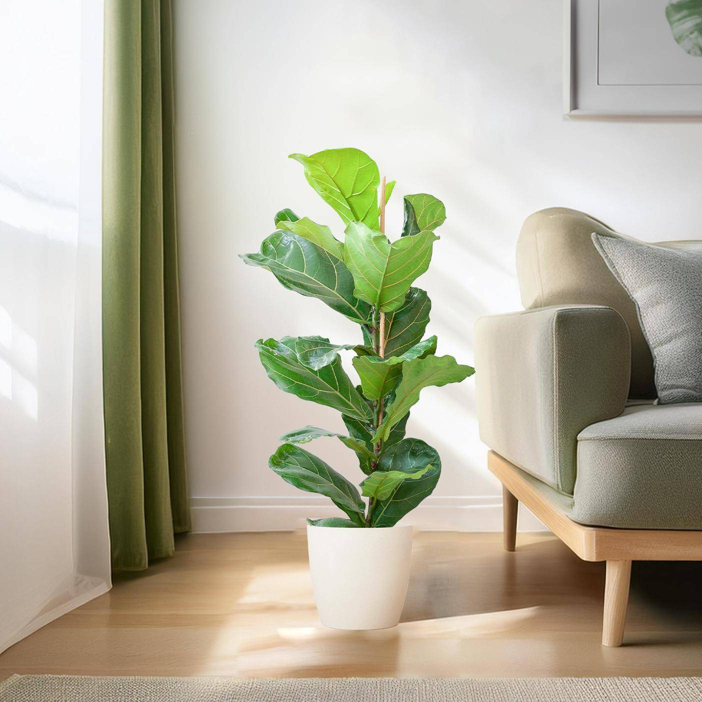 La Green Touch - Ficus Lyrata et Son Pot Blanc - H80cm - Image 3