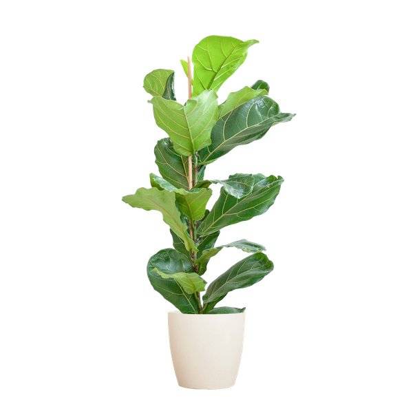 La Green Touch - Ficus Lyrata et Son Pot Blanc - H80cm - Image 1