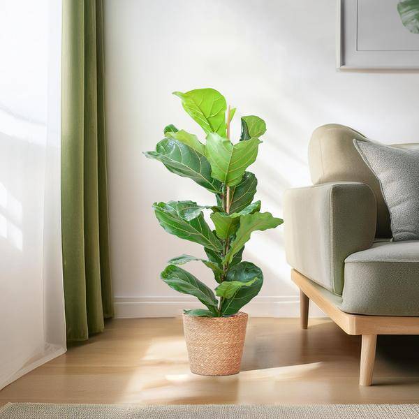 La Green Touch - Ficus Lyrata et Son Pot Blanc - H80cm - Image 3