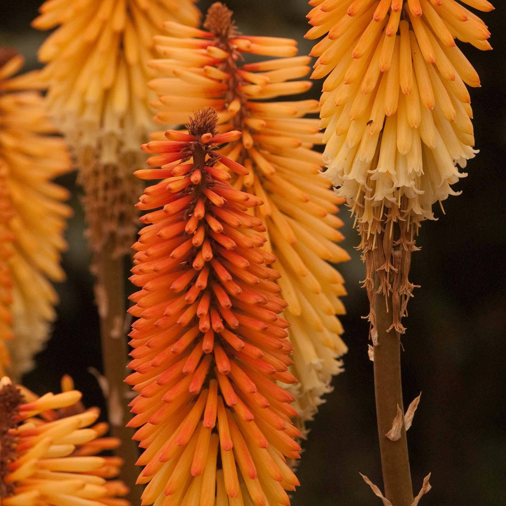 Promesse de Fleurs - Kniphofia Tawny King - Tritoma  Godet de 8/9 cm
