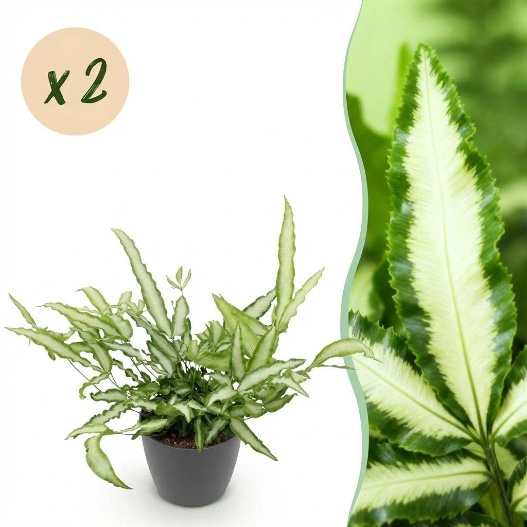 Pteris cretica Albolineata - Pet-friendly - Plante fougère - Pot de 12cm - Hauteur 20-30cm - 2 plantes - Gris - Plantes d'intérieur - Image 1