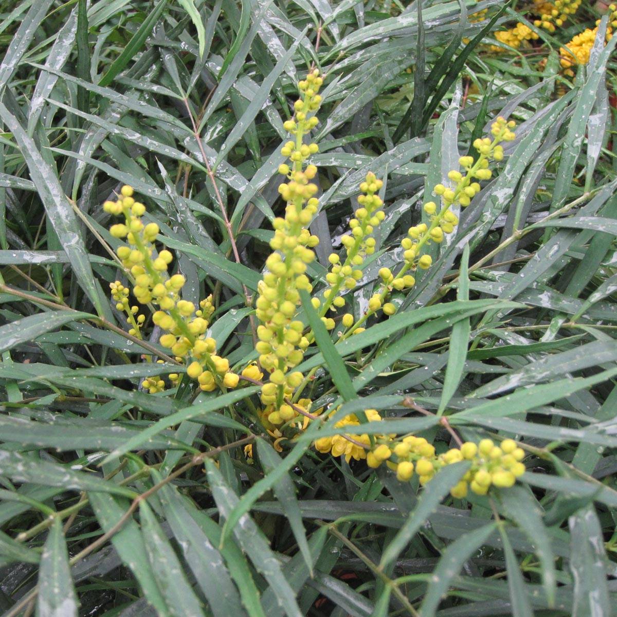 Promesse de Fleurs - Mahonia Soft Caress - Mahonia hybride Pot de 3L/4L - Image 1