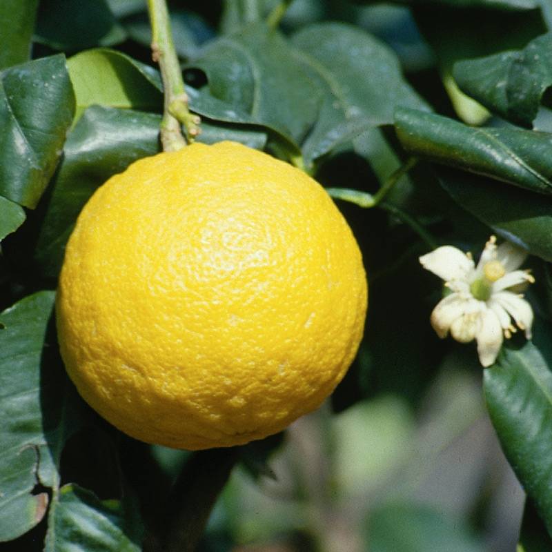Promesse de Fleurs - Bergamote - Citrus bergamia Pot de 4L/5L, 1/4 de tige