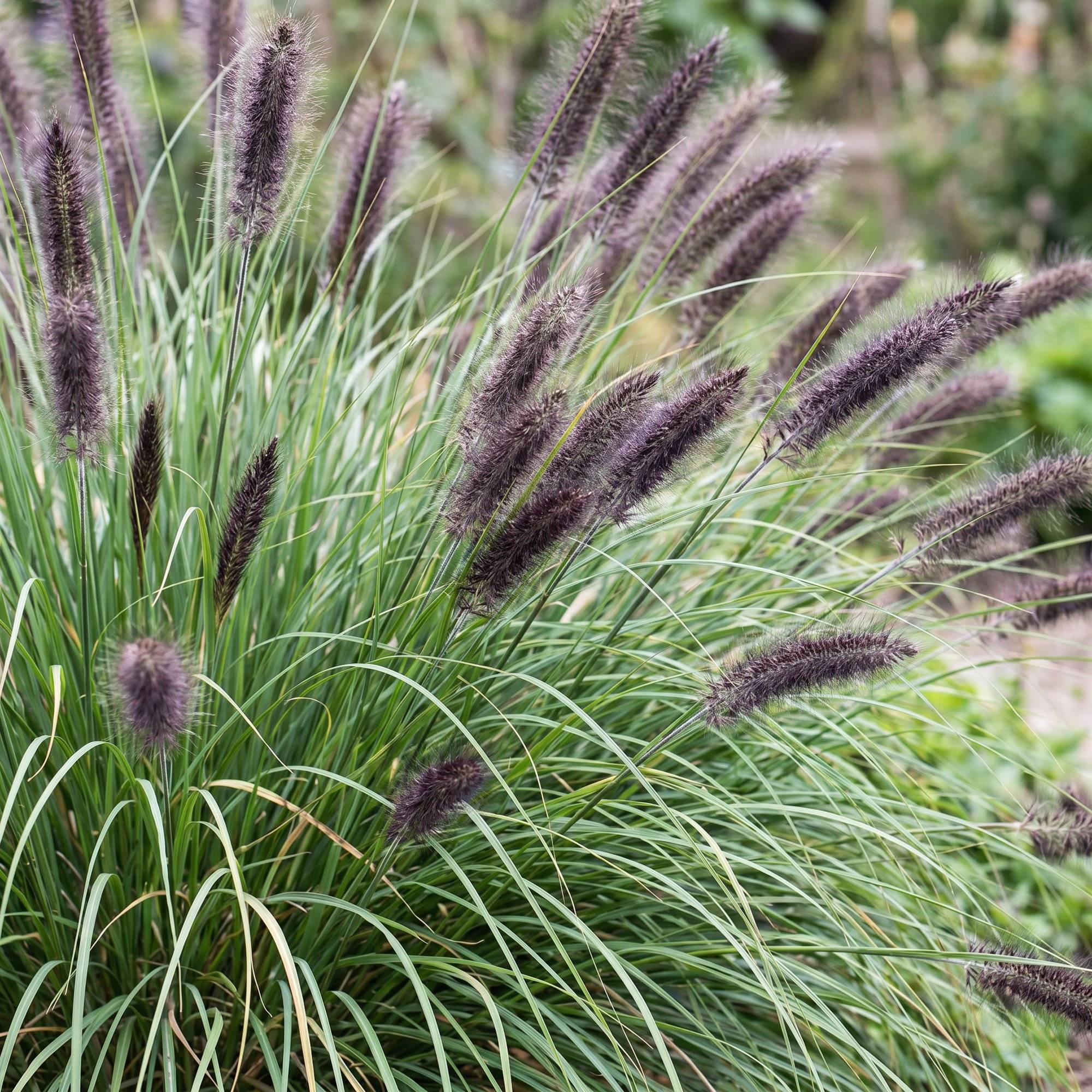 Herbe aux écouvillons 'Black Beauty' (Pennisetum alopecuroides) - graminée ornementale - Pot 11 cm - Hauteur 25 cm - 24 plants - Plantes d'intérieur - Image 5