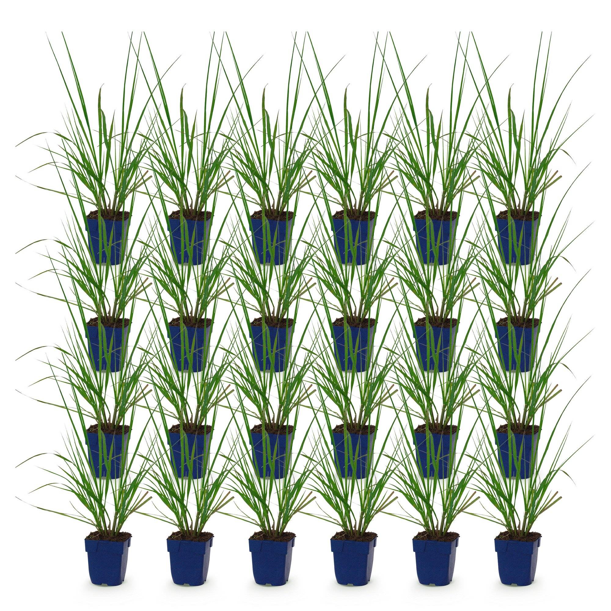 Herbe aux écouvillons 'Black Beauty' (Pennisetum alopecuroides) - graminée ornementale - Pot 11 cm - Hauteur 25 cm - 24 plants - Plantes d'intérieur - Image 2
