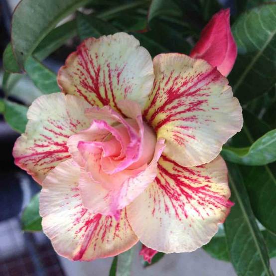 Sans Marque - Adenium obesum cv.Ruong Thong Rose - Caudex d'environ 150g - Image 1