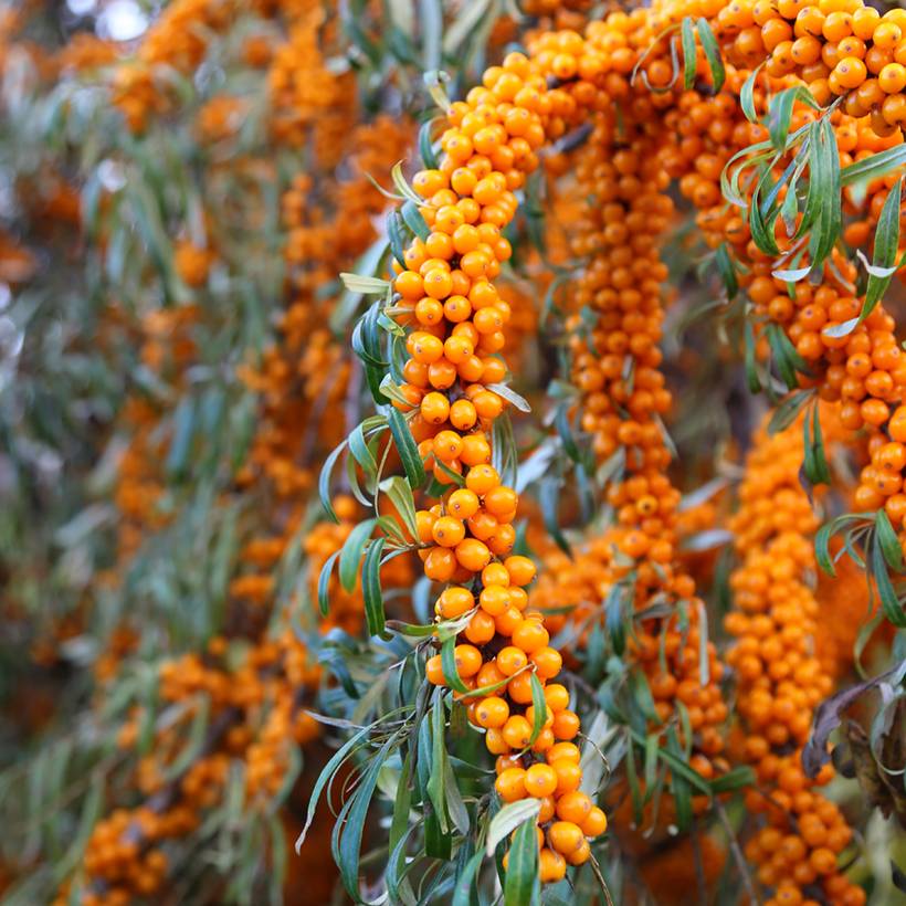 Hippophae rhamnoides Orange Energy - Argousier Pot de 3L/4L