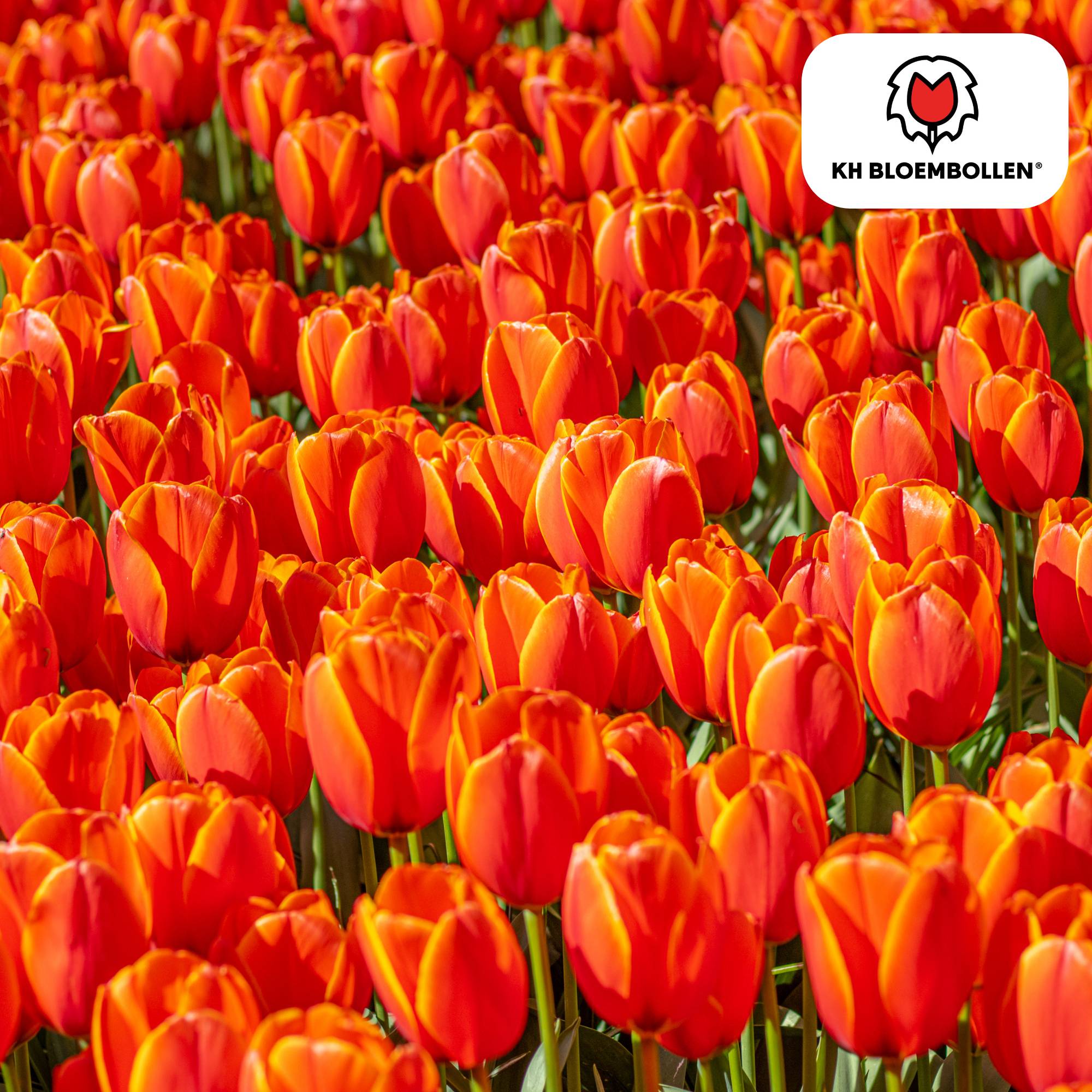 La Green Touch - Tulipe Dafeng - 20 bulbes