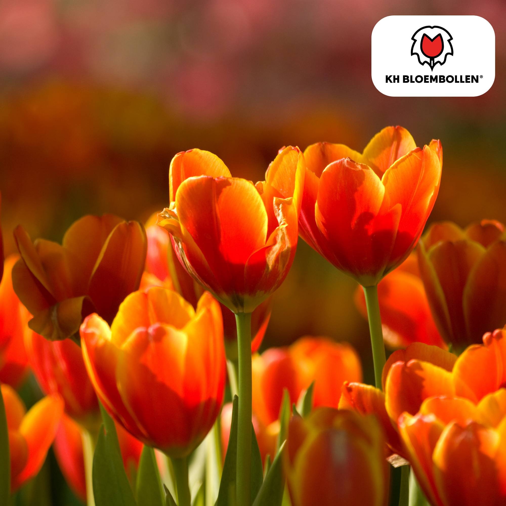 La Green Touch - Tulipe Dafeng - 20 bulbes - Image 3