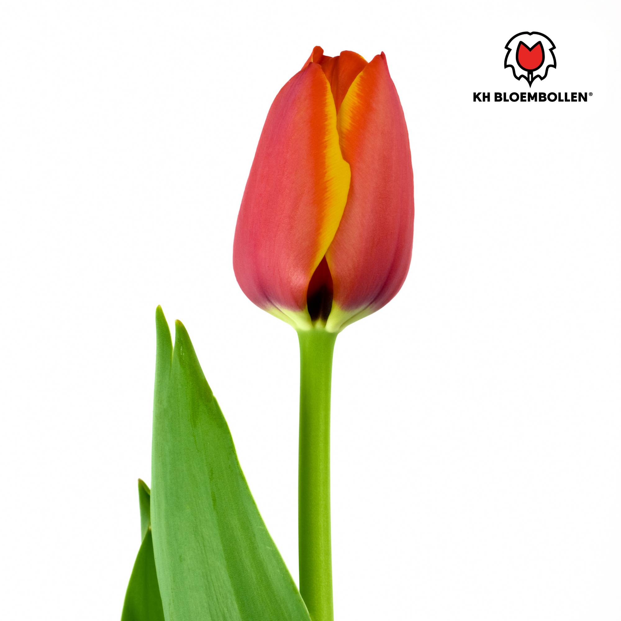 La Green Touch - Tulipe Dafeng - 20 bulbes - Image 4
