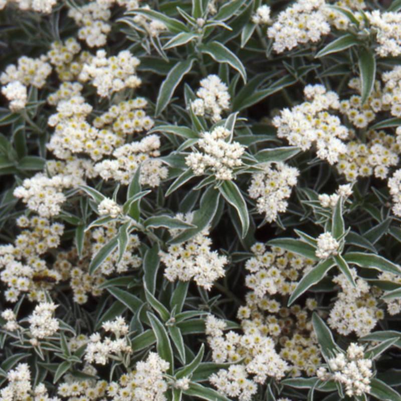 Immortelle de Virginie à fleurs Blanche/ - feuillage Semi-Persistant - Lot de 9 godets - Image 2