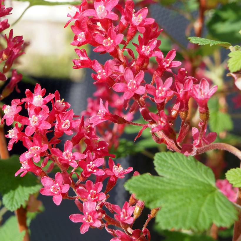 Ribes sanguineum Johannie PinkPomp - Groseillier à fleurs Pot de 4L/5L