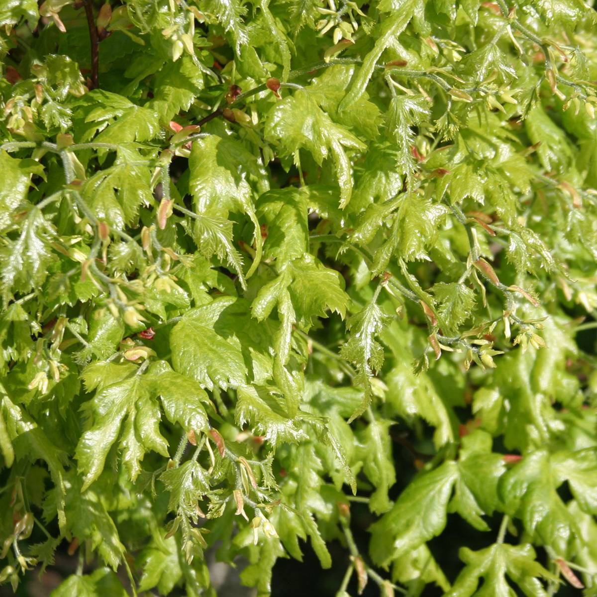 Promesse de Fleurs - Tilleul à grandes feuilles - Tilia platyphyllos Laciniata Pot de 7,5L/10L