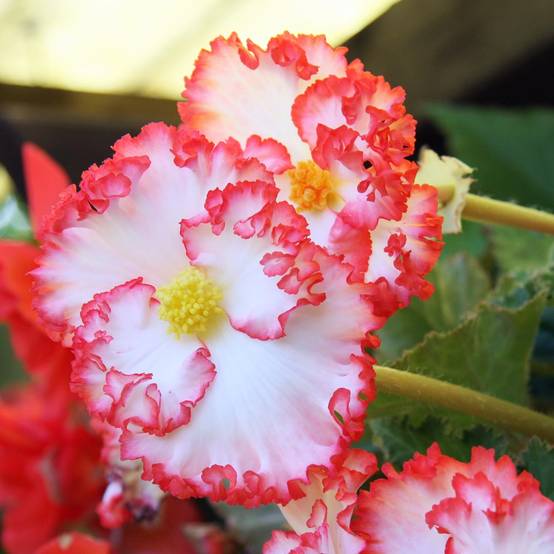 Begonia crispa Marginata White-Red Bulbe calibre 5+ (par 3)