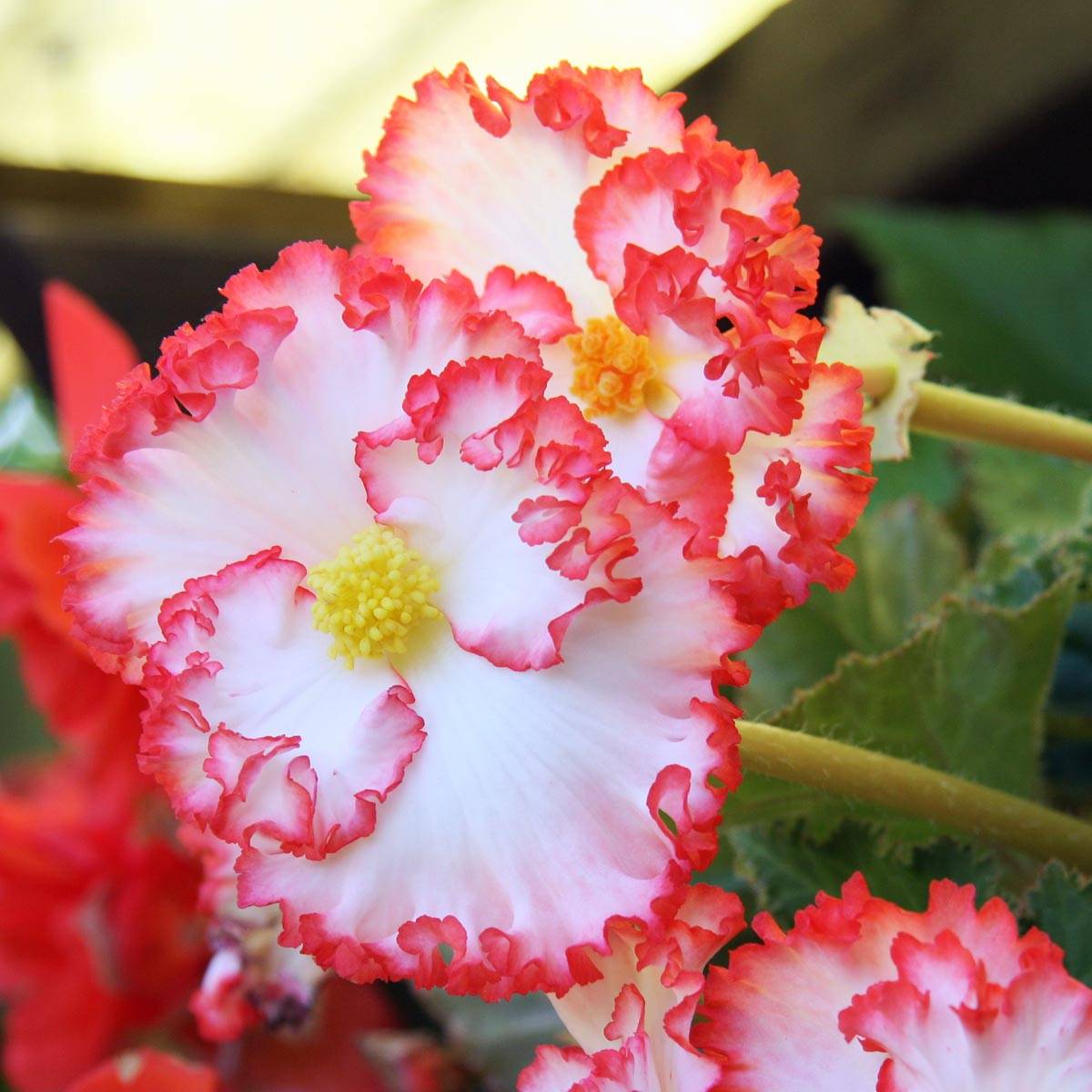 Begonia crispa Marginata White-Red Bulbe calibre 5+ (par 3)