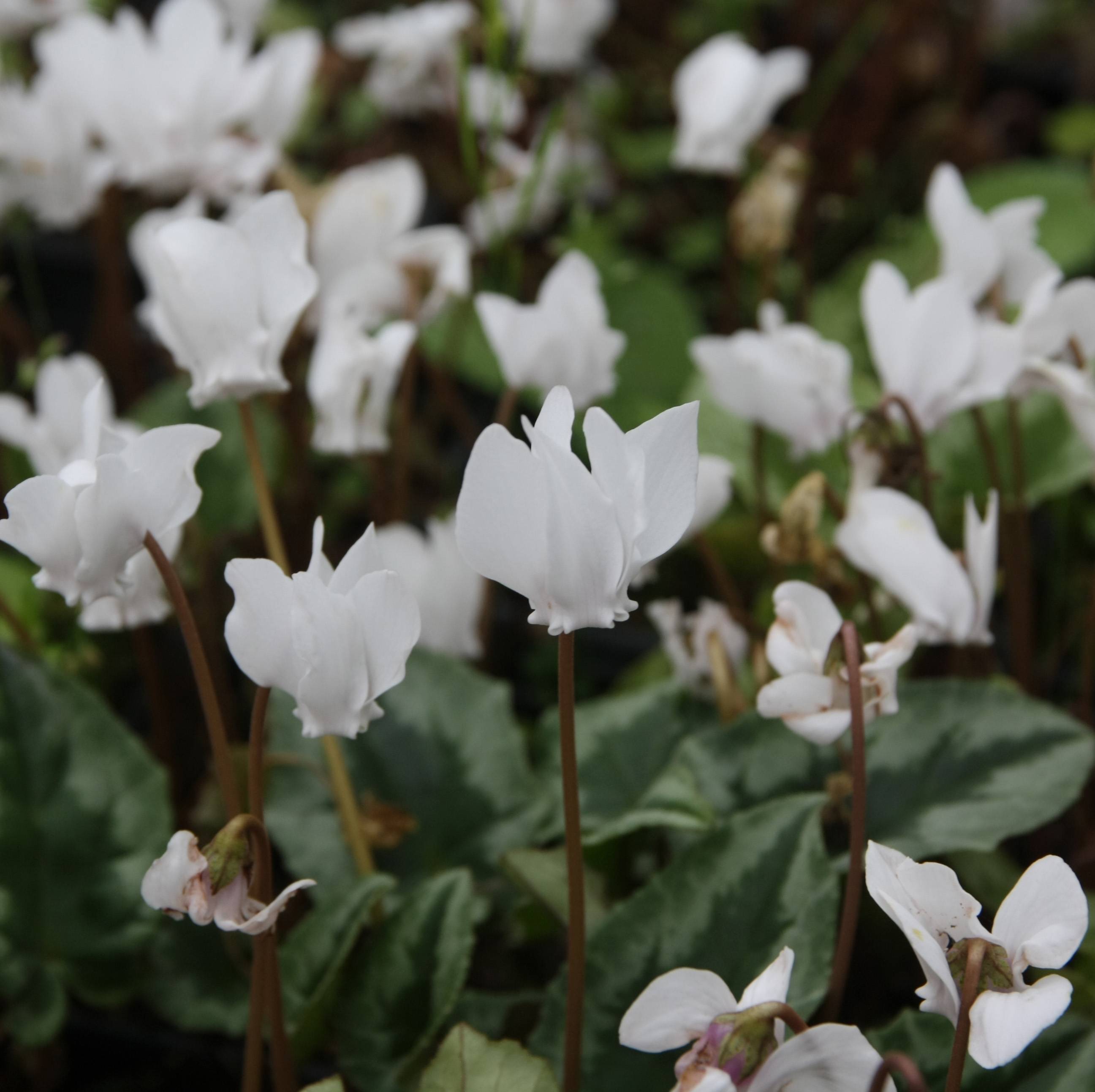 Promesse de Fleurs - Cyclamen de Naples blanc Godet de 7/8 cm