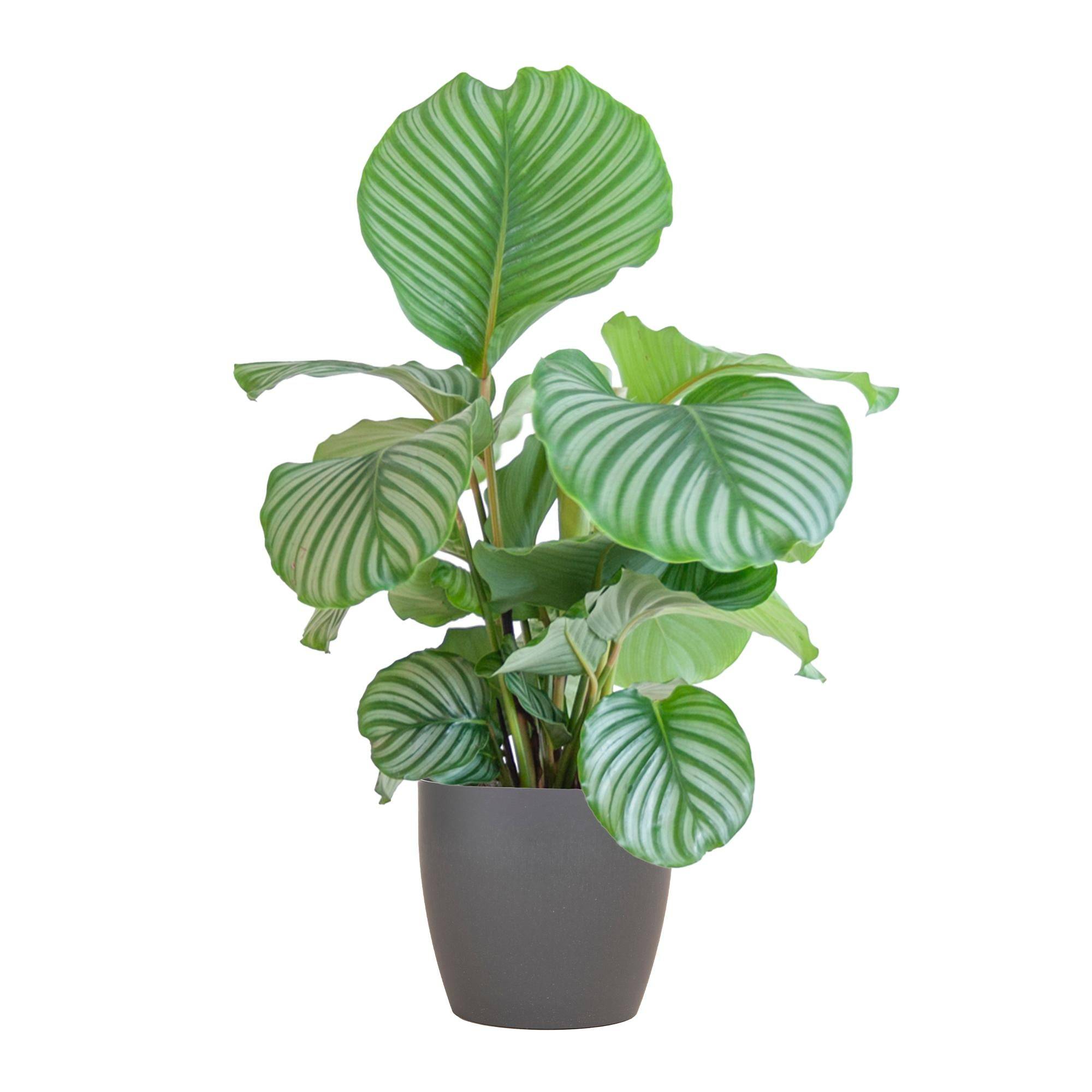 Calathea Orbifolia et son pot- La Green Touch Gris - Hauteur 65cm