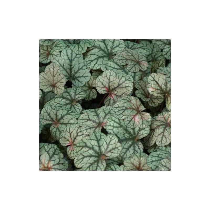 Heuchere Silver Scrolls® à fleurs Blanche/ - feuillage Semi-Persistant - Godet - 5/20 cm - Image 1
