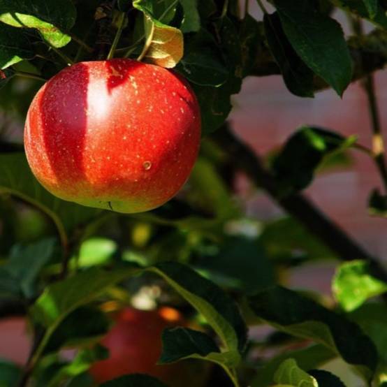 Pommier 'Châtaignier' (Malus domestica 'Châtaignier') - Scion de 80 à 100cm - Pépinières Naudet - Image 1