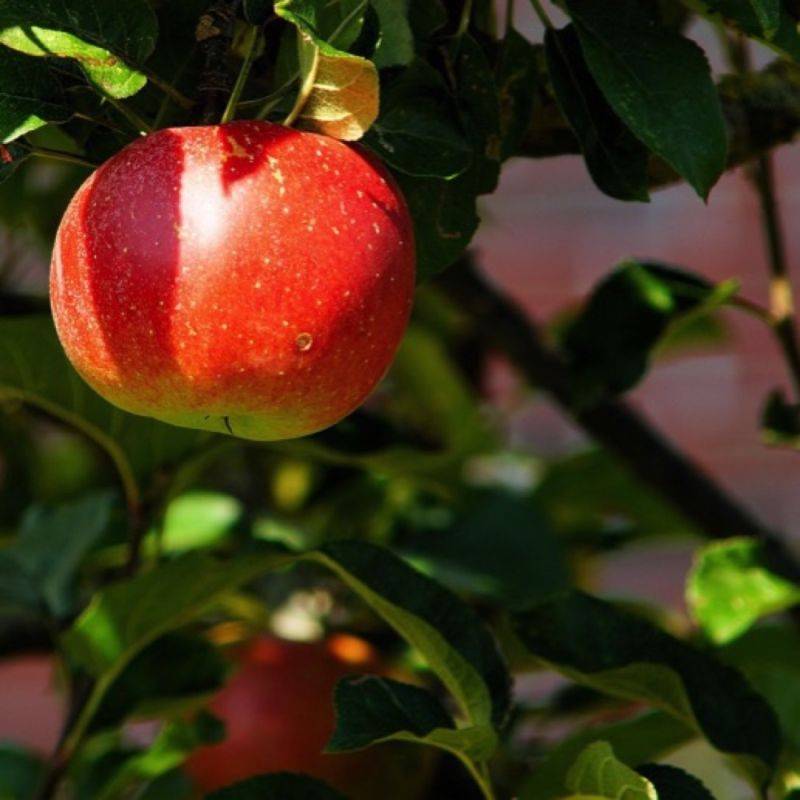 Pommier 'Châtaignier' (Malus domestica 'Châtaignier') - Scion de 80 à 100cm - Pépinières Naudet - Image 1