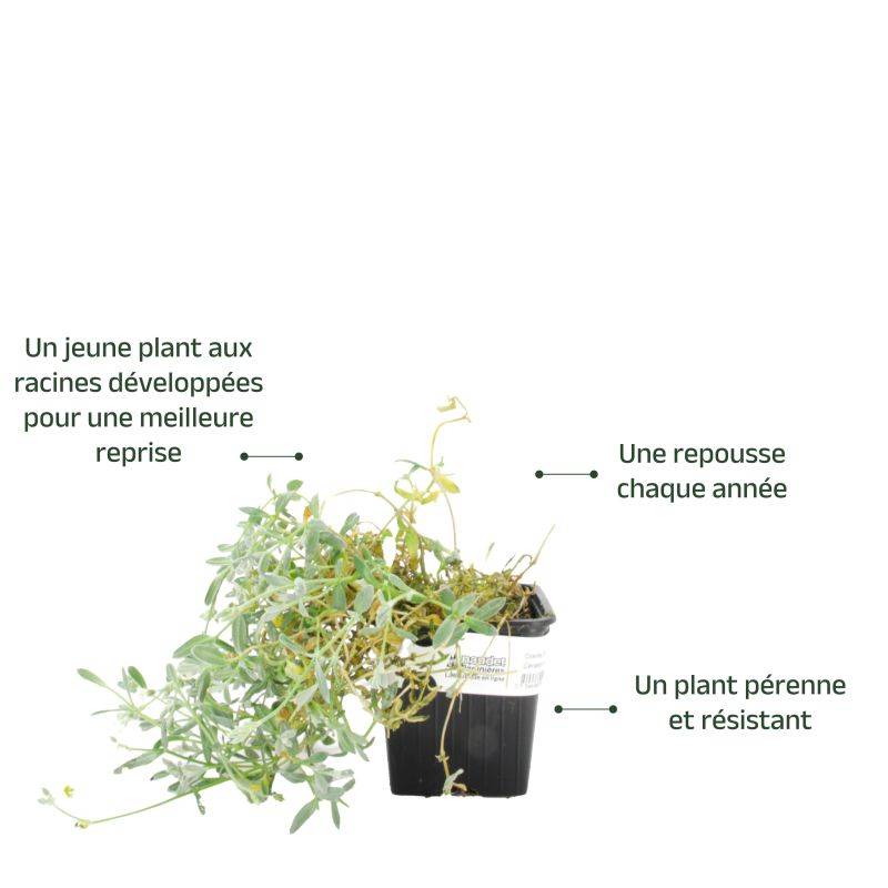 3 Oreilles de Souris ou Céraiste 'Columnae' (Cerastium 'Tomentosum Columnae') - Lot de 3 vivaces - Pépinières Naudet - Image 3
