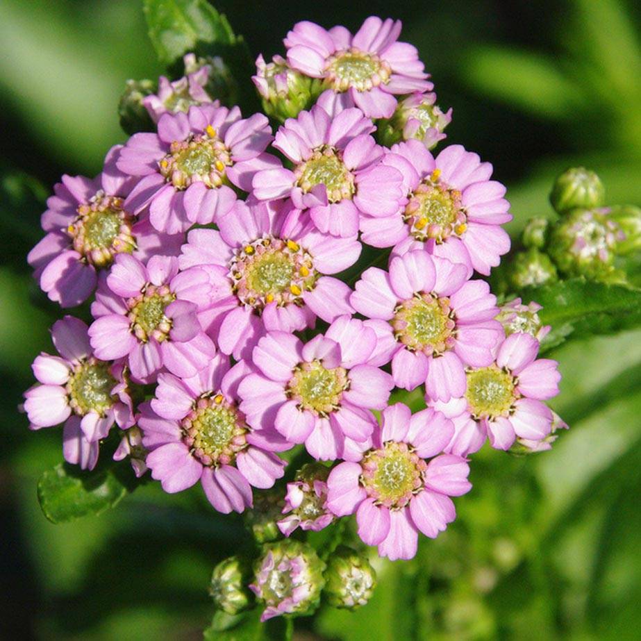 Promesse de Fleurs - Achilléa sibirica var. camtschatica Love Parade - Achillée de Sibérie. Godet de 8/9 cm