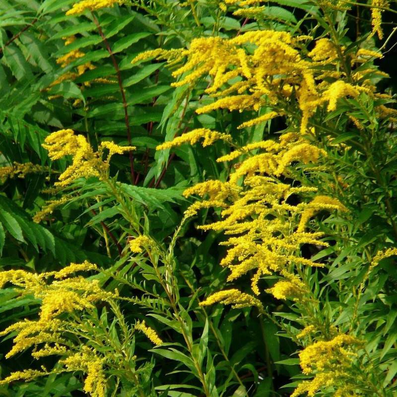 Verge d'or Golden Dwarf, Solidago à fleurs Jaune/ - feuillage Caduc - Godet - 5/20 cm - Image 4