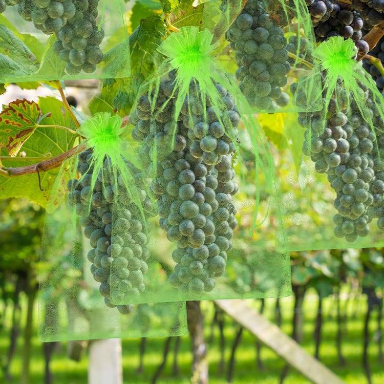 Sachets de protection pour fruits et raisins - Sachets de protection pour plantes - 20 x 30 cm - 100 pièces - Vert-Lytech - Image 7