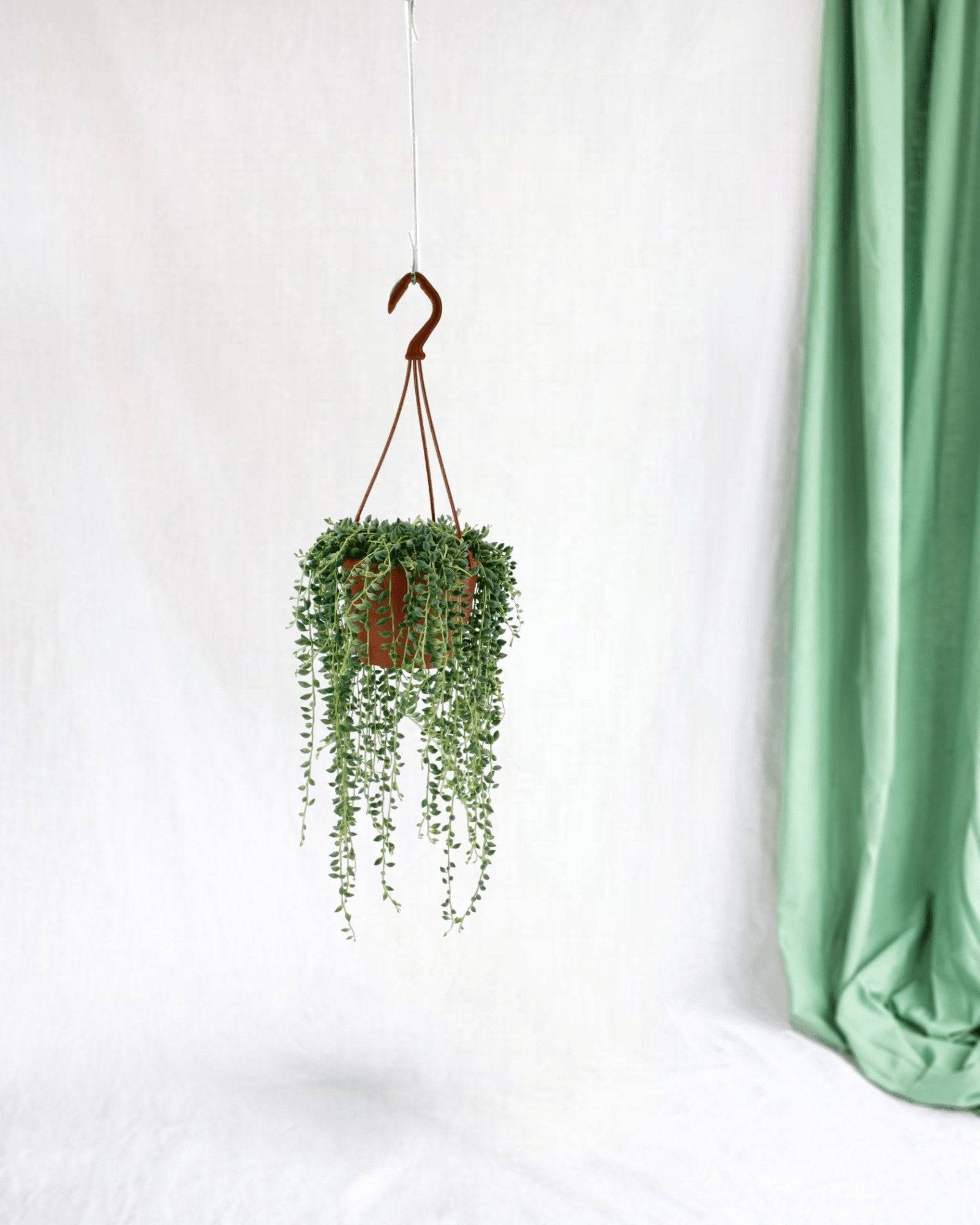 Senecio Herreianus 20cm - Plante d'intérieur- La Green Touch - Image 2