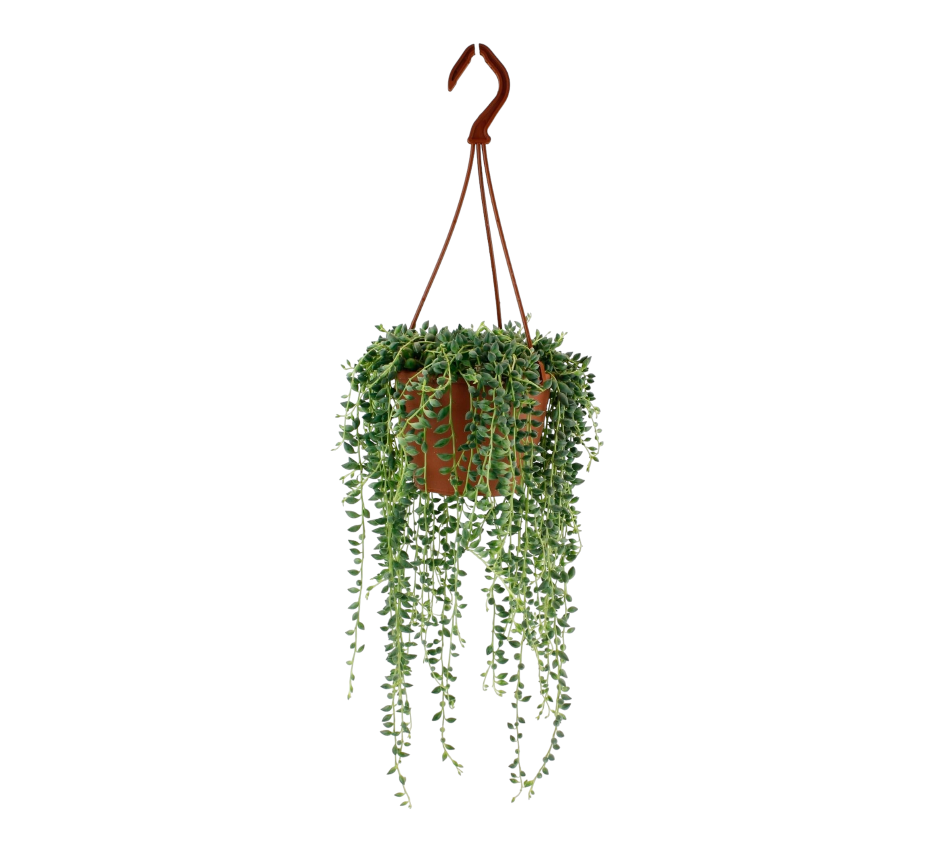 Senecio Herreianus 20cm - Plante d'intérieur- La Green Touch - Image 1