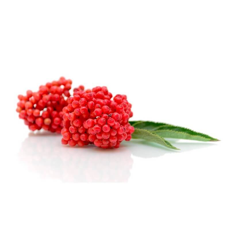 Sureau rouge (Sambucus racemosa) - Godet - Taille 15/30cm - Pépinières Naudet - Image 2