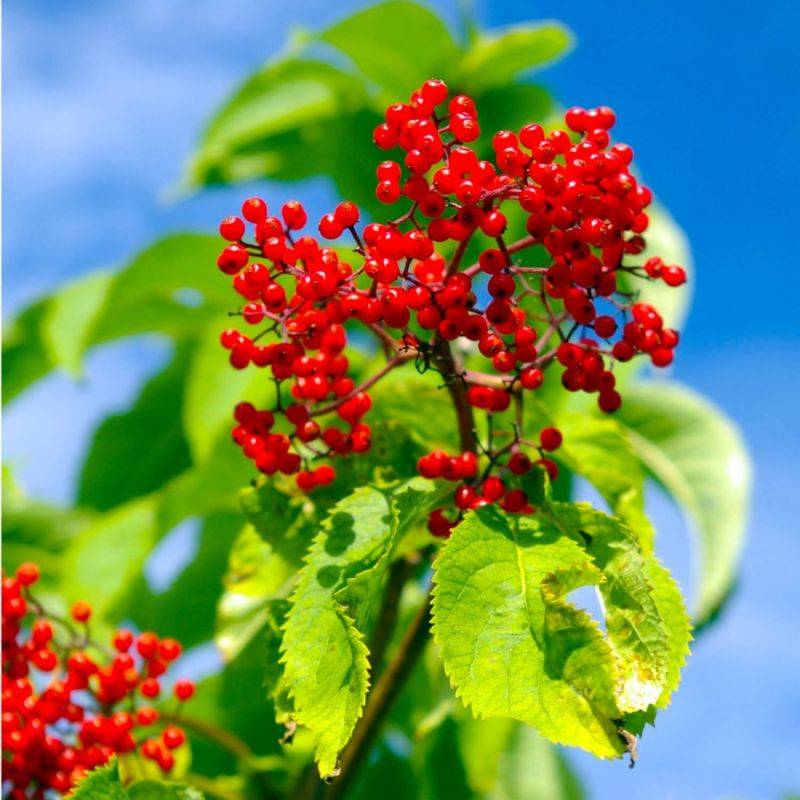 Sureau rouge (Sambucus racemosa) - Godet - Taille 15/30cm - Pépinières Naudet - Image 1