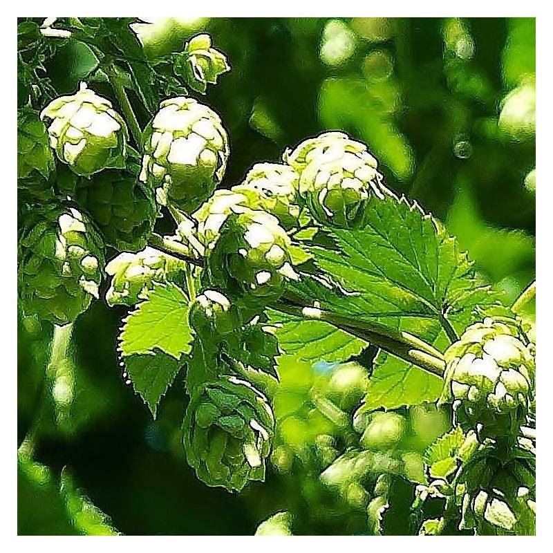 Houblon doré - Godet - 5/10 cm - Image 6