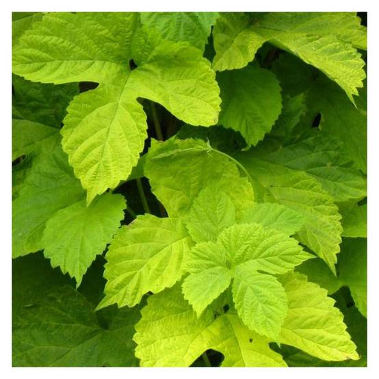 Houblon doré - Godet - 5/10 cm - Image 2