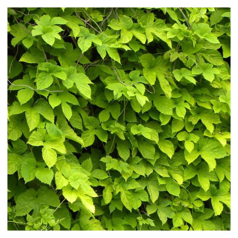 Houblon doré - Godet - 5/10 cm - Image 1