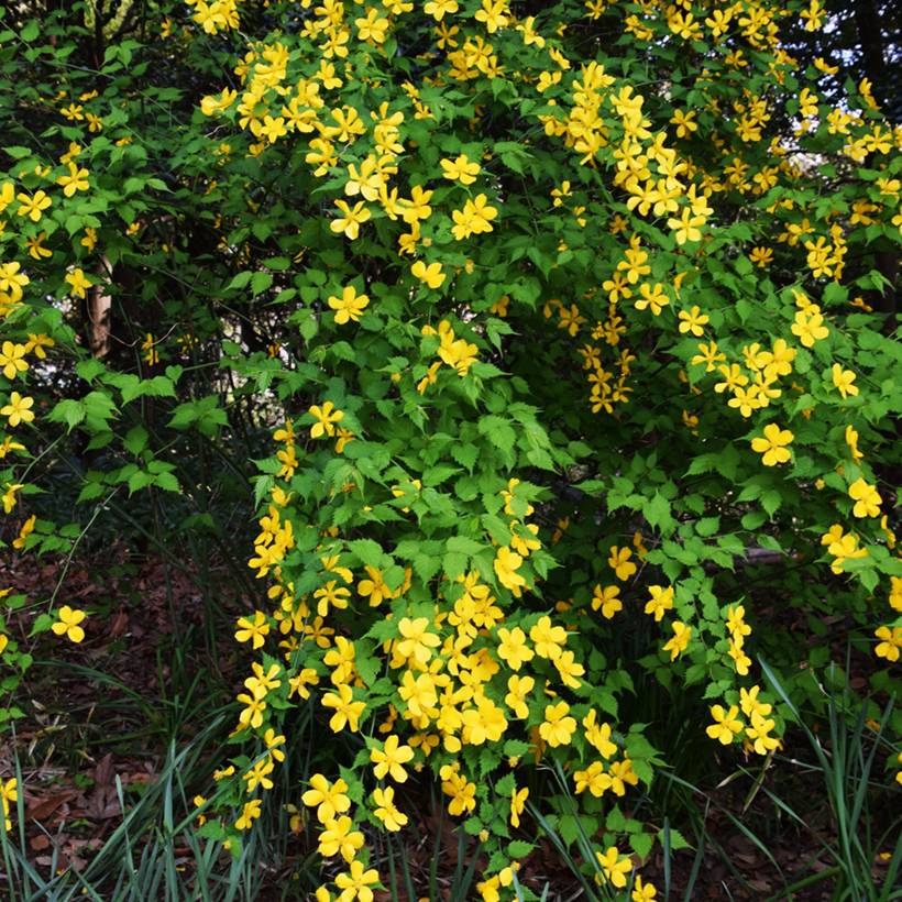 Kerria Japonica Golden Guinea Pot de 2L/3L - Image 1