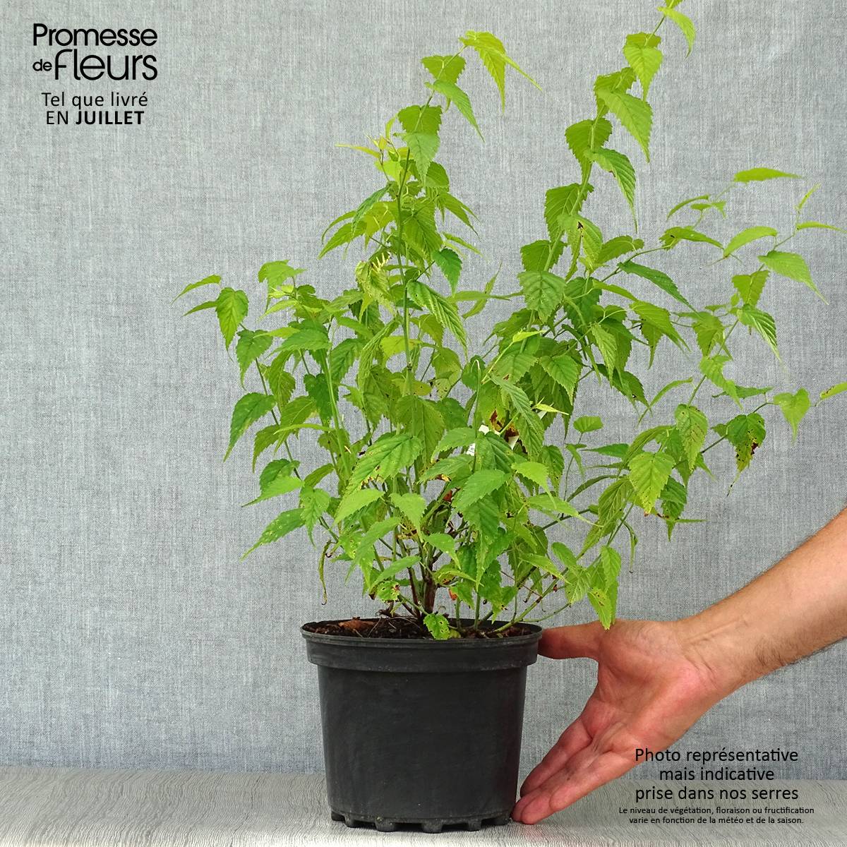 Kerria Japonica Golden Guinea Pot de 2L/3L - Image 2