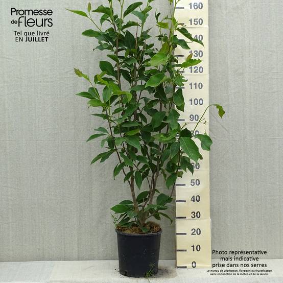 Magnolia loebneri Merrill Pot de 7,5L/10L - Image 2