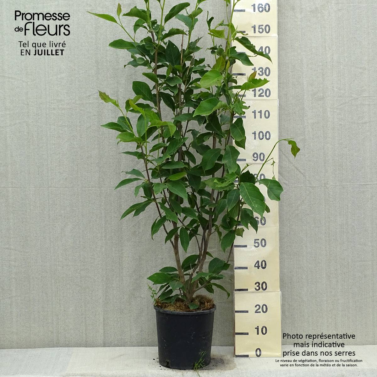 Magnolia loebneri Merrill Pot de 7,5L/10L - Image 2