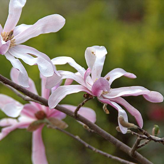Magnolia loebneri Merrill Pot de 7,5L/10L - Image 1