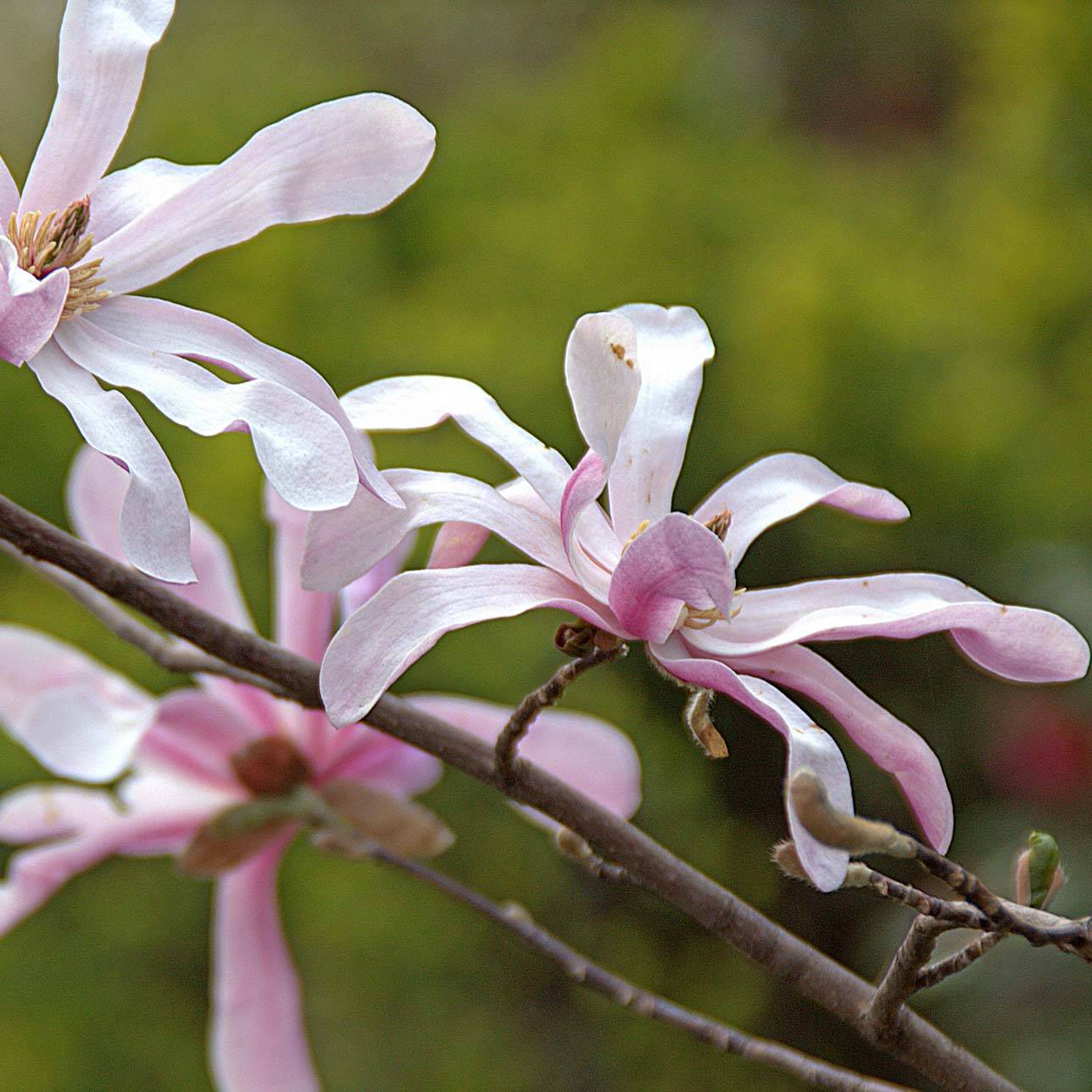 Magnolia loebneri Merrill Pot de 7,5L/10L - Image 1